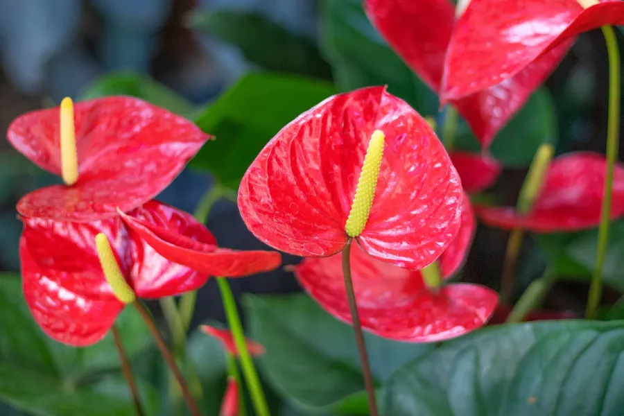 Flamingóvirág gondozása - Anthurium